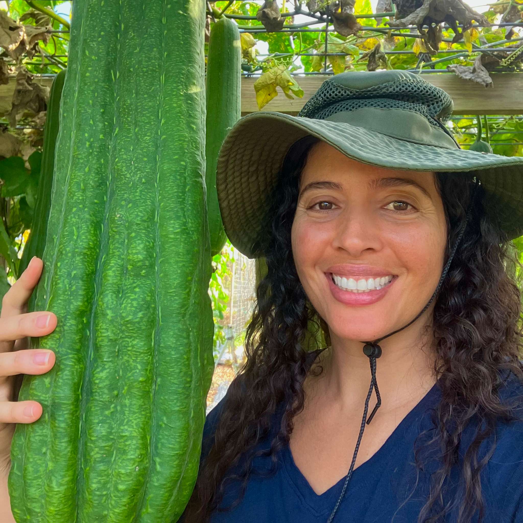 Egyptian Loofah Grown on Our Regenerative Farm
