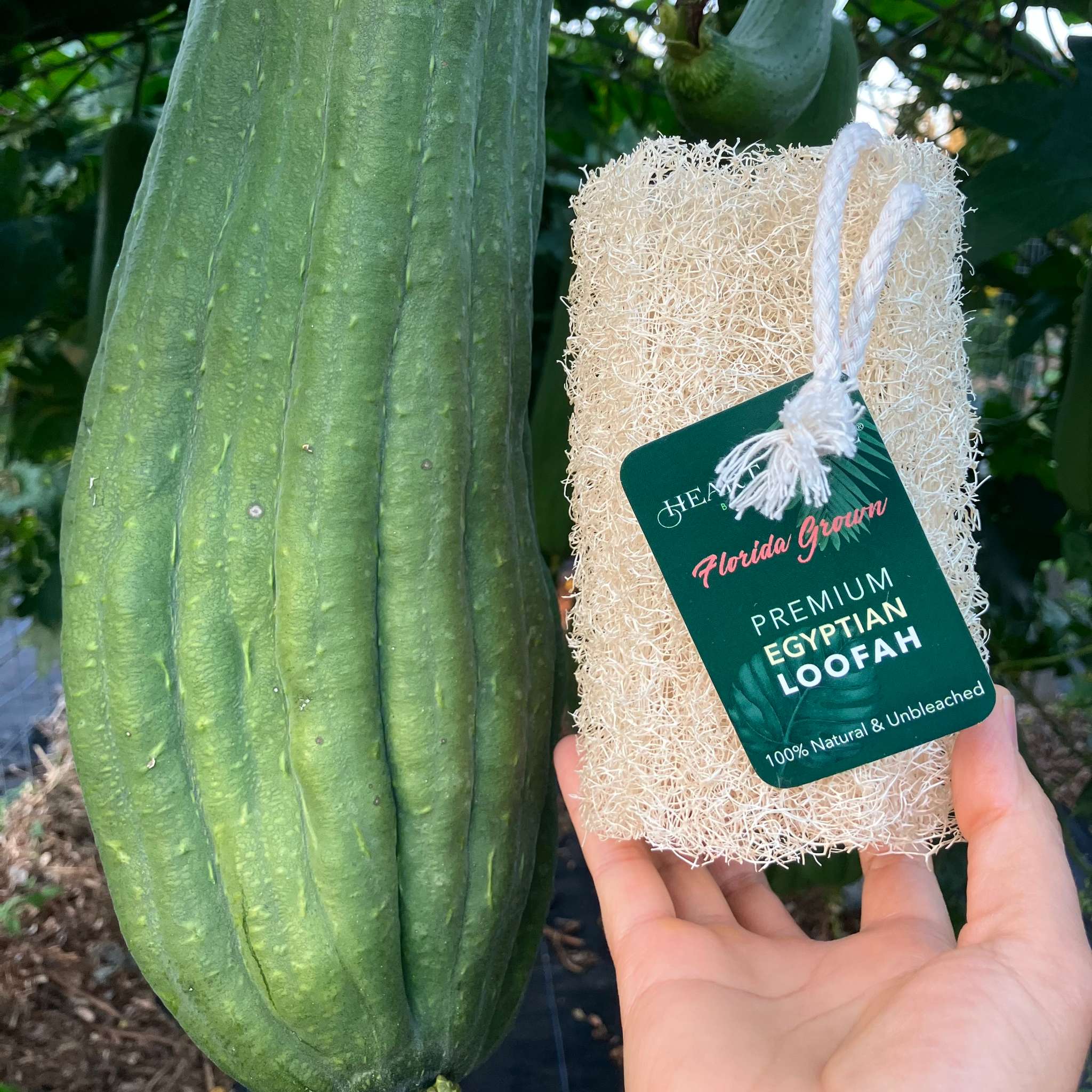 Eco Safe Biodegradable Egyptian Loofah Sponge